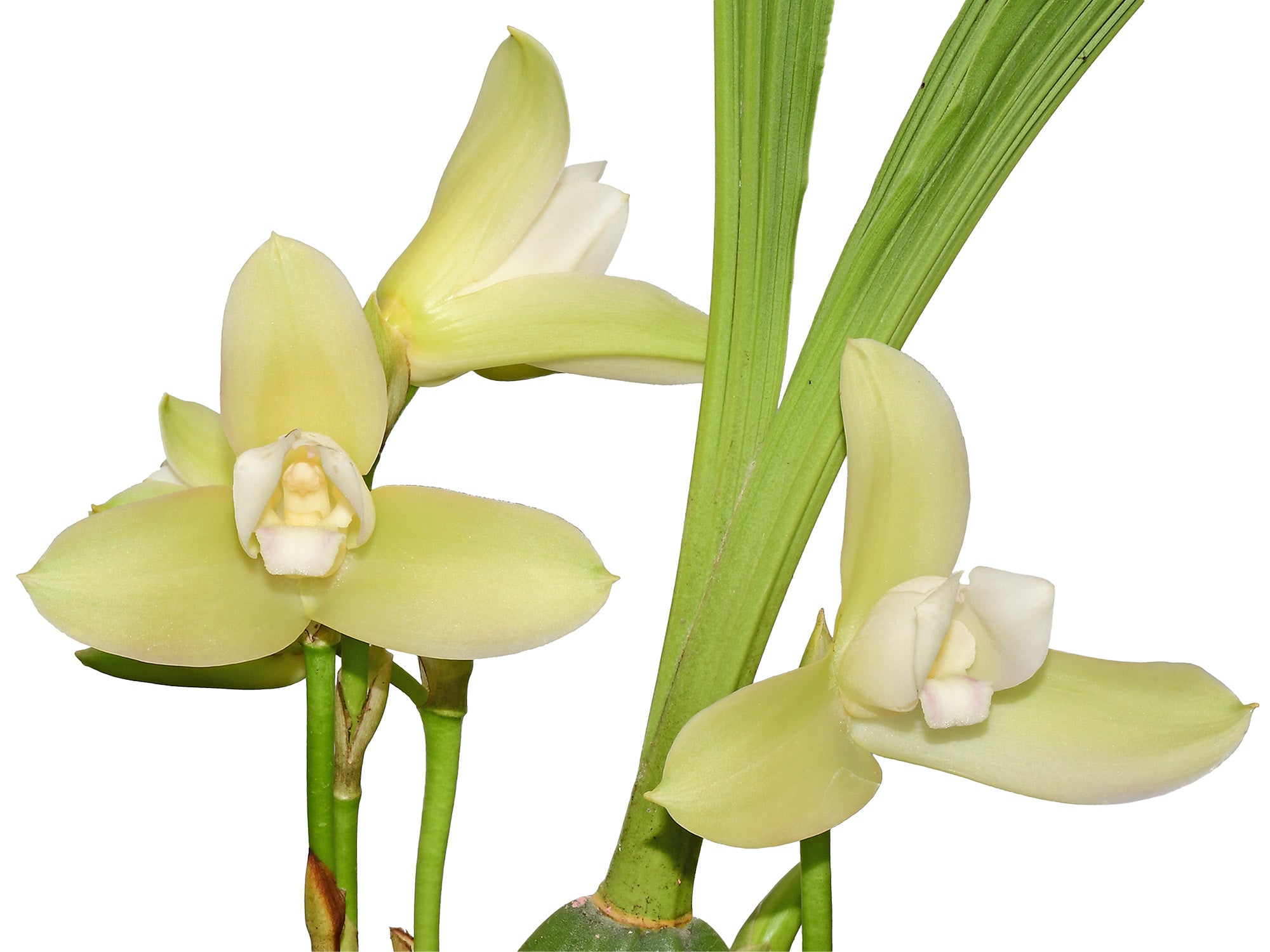 Lycaste Tokyo