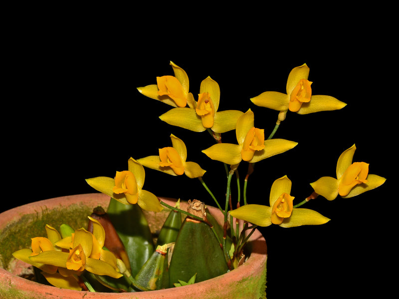 Lycaste aromatica