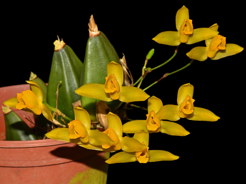 Lycaste aromatica