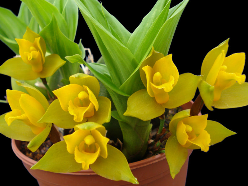 Lycaste bradeorum