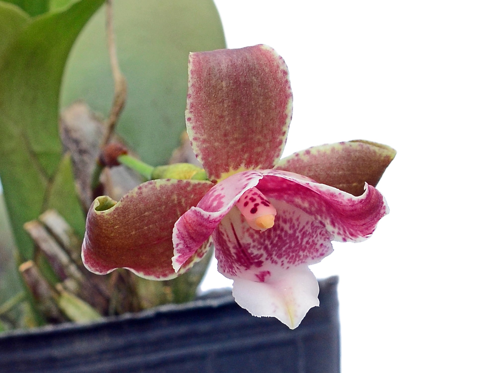 Lycaste brevispatha