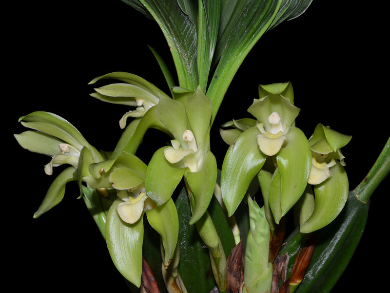 Sudamerlycaste ciliata