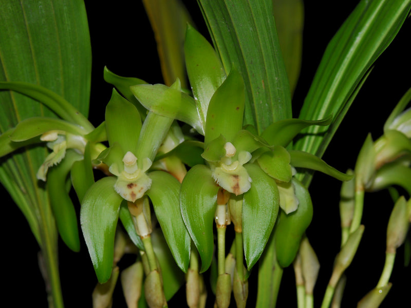 Sudamerlycaste ciliata