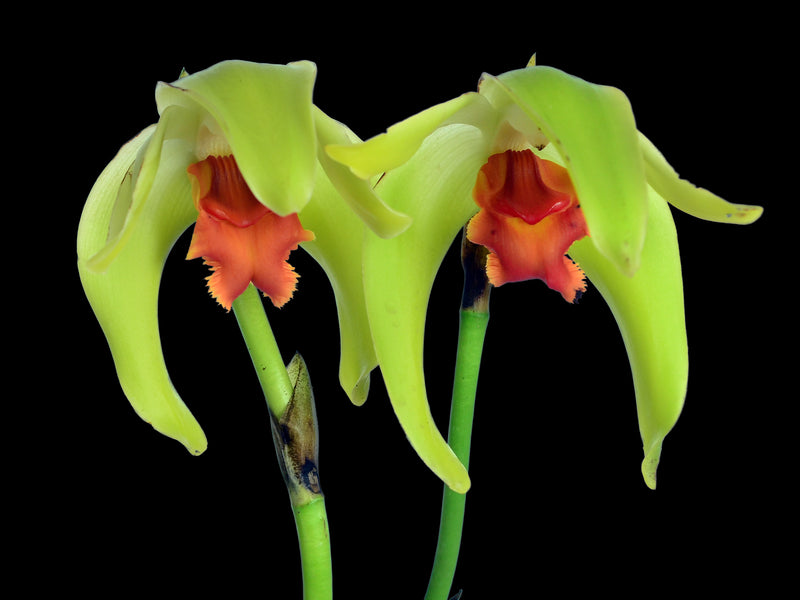 Sudamerlycaste cinnabarina