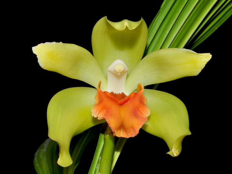 Sudamerlycaste cinnabarina