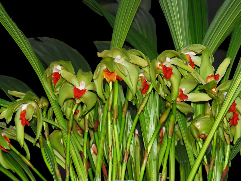 Sudamerlycaste cinnabarina