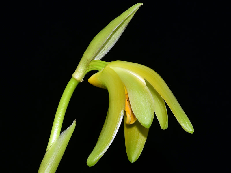 Sudamerlycaste costata