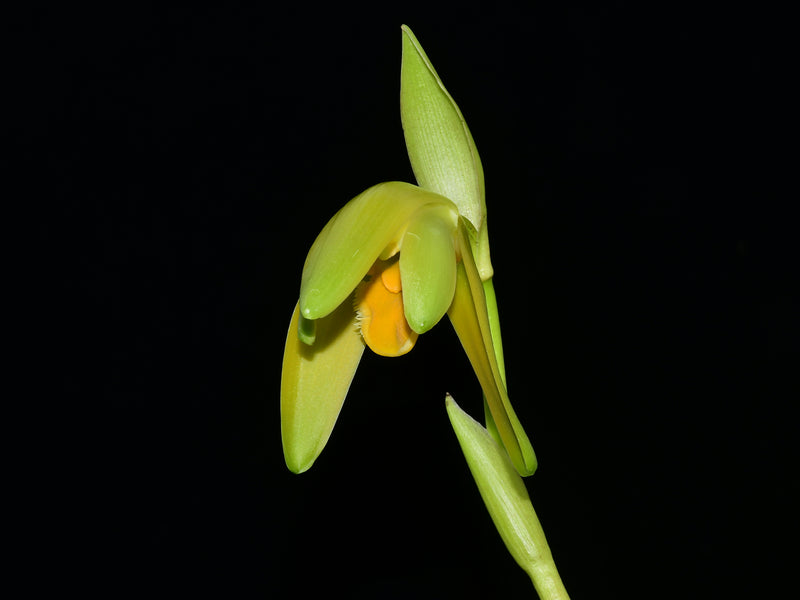 Sudamerlycaste costata