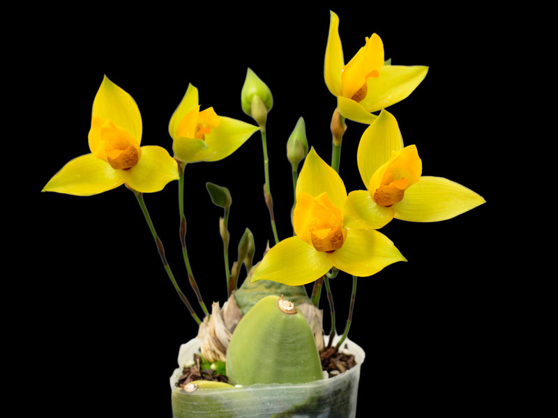 Lycaste cruenta