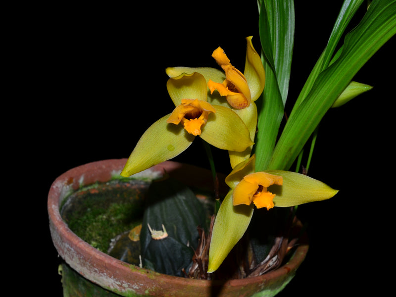 Lycaste cruenta