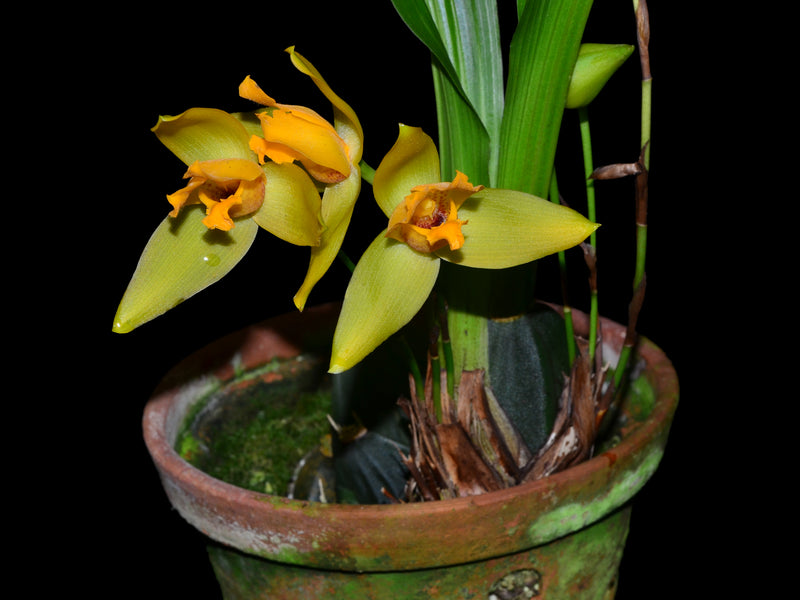 Lycaste cruenta