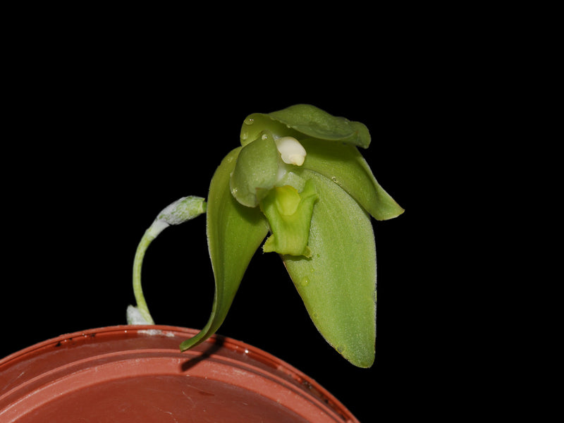 Sudamerlycaste dyeriana
