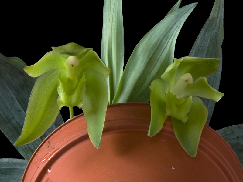 Sudamerlycaste dyeriana