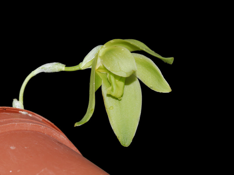 Sudamerlycaste dyeriana