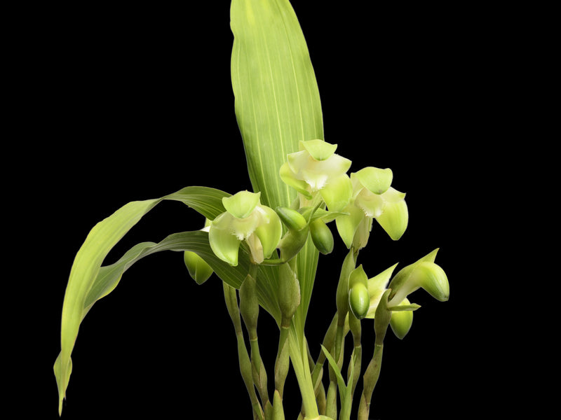 Sudamerlycaste fimbriata