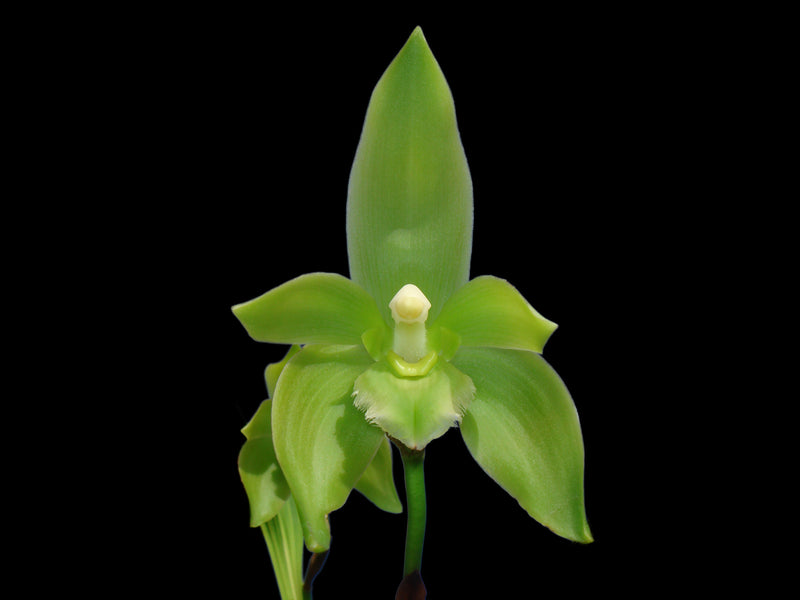 Sudamerlycaste fimbriata