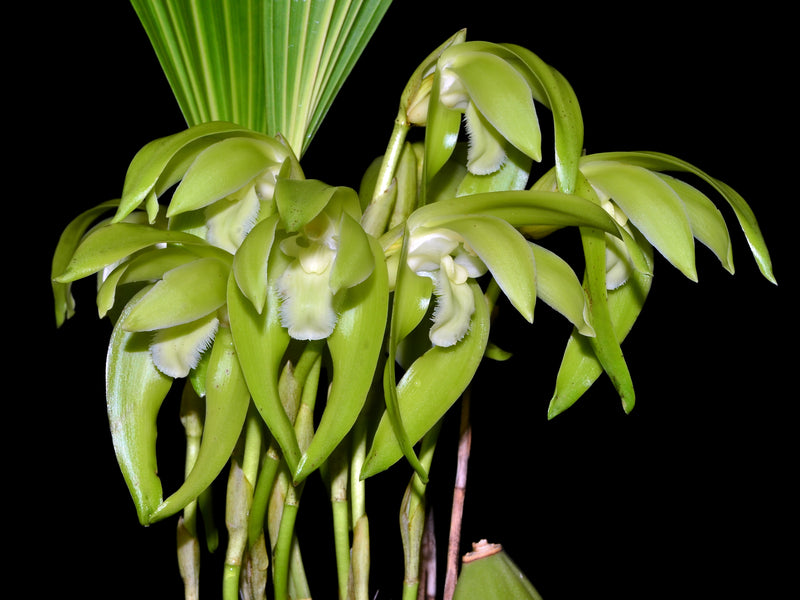 Sudamerlycaste fimbriata