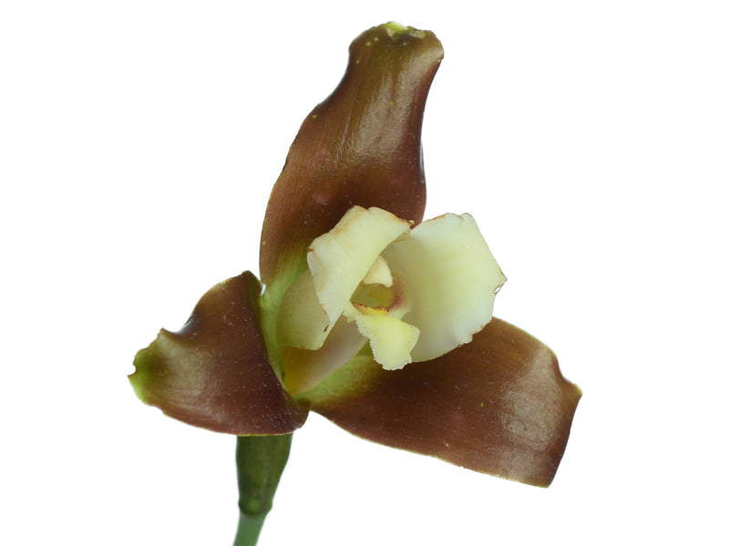 Lycaste fuscina