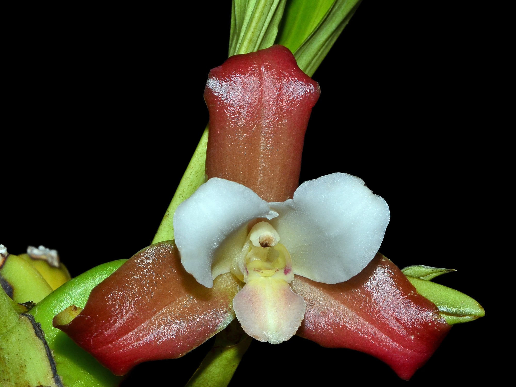 Lycaste fuscina