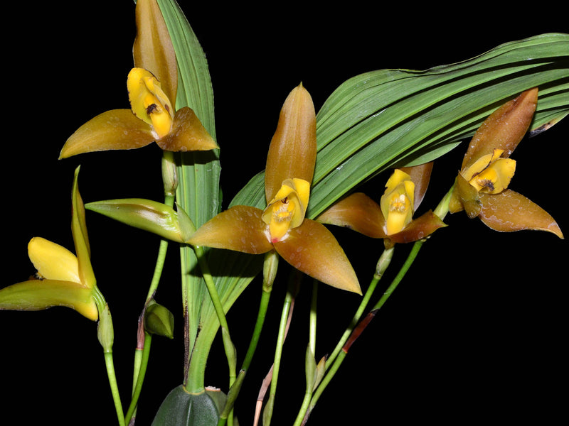 Lycaste lasioglossa