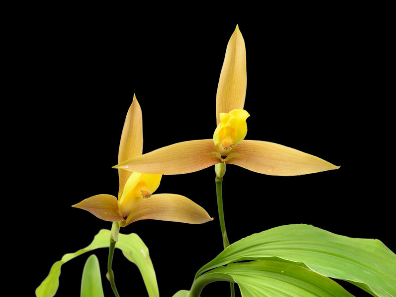 Lycaste lasioglossa (13381 x 13382)