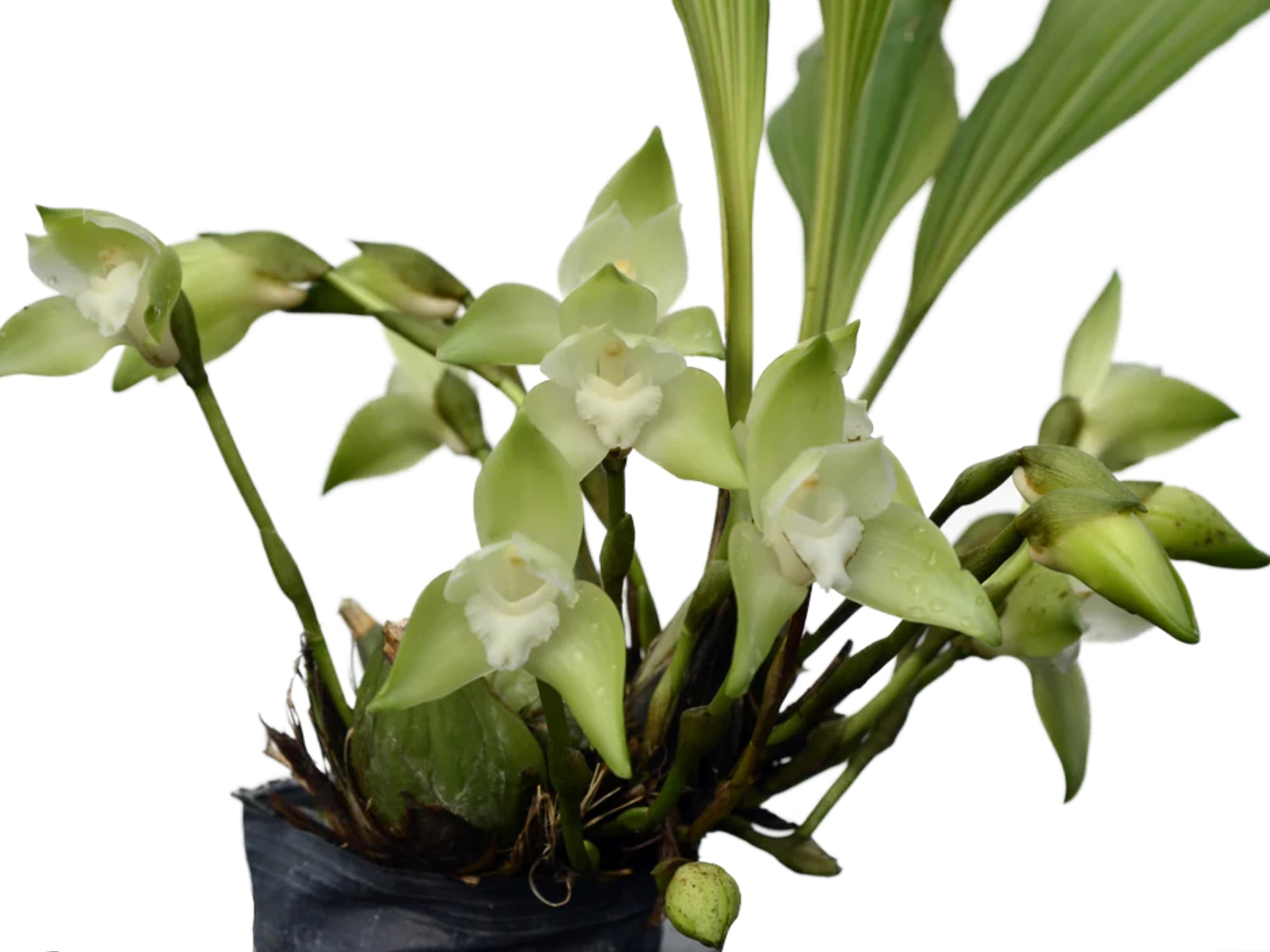 Sudamerlycaste linguella