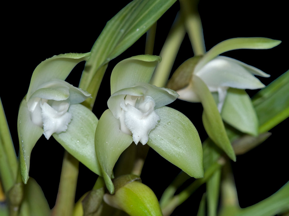 Lycaste linguella