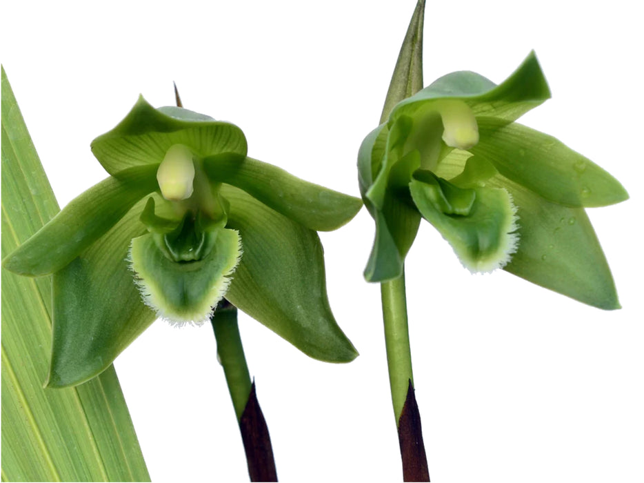 Lycaste locusta