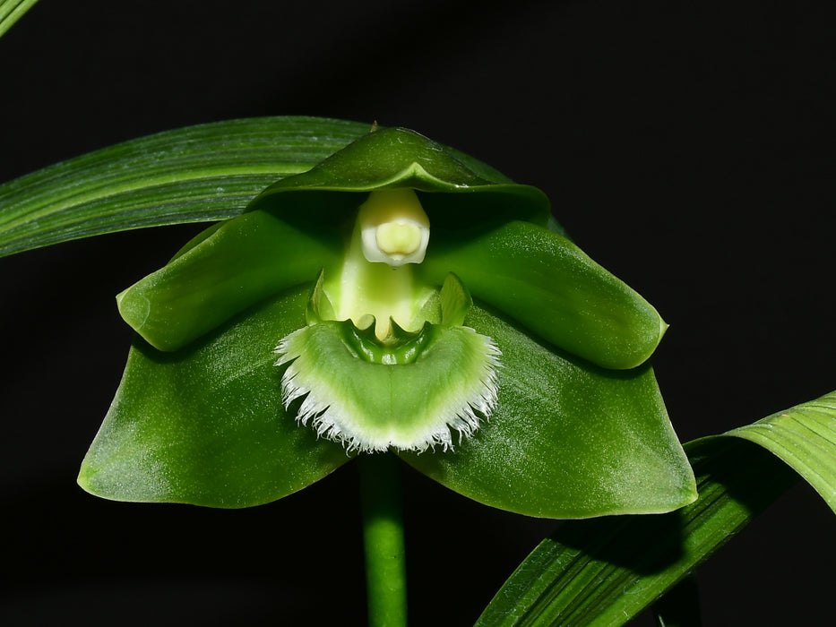 Lycaste locusta