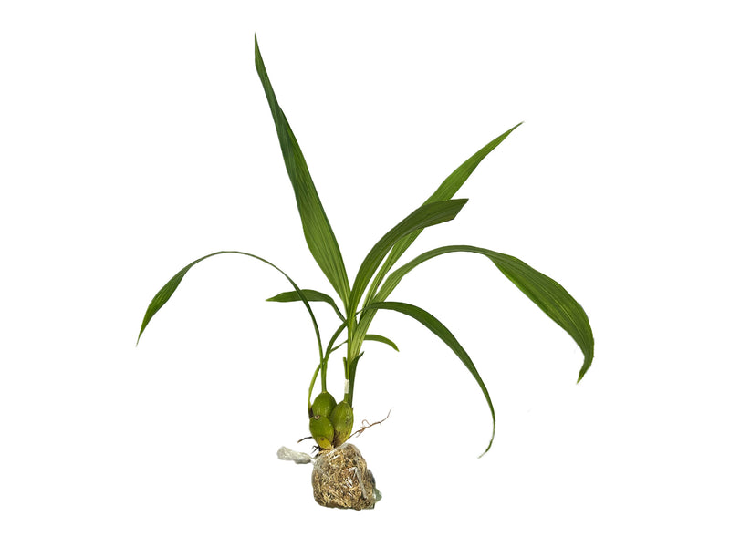 Sudamerlycaste locusta