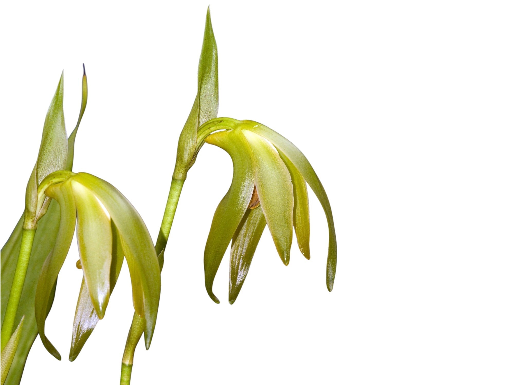 Lycaste longipetala