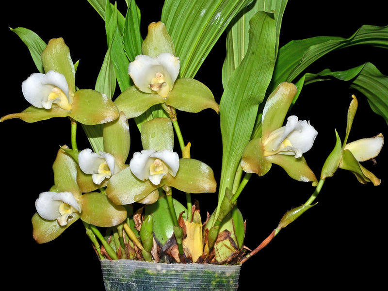Lycaste luminosa