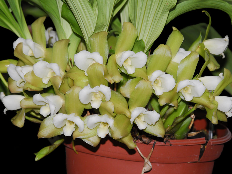 Lycaste luminosa