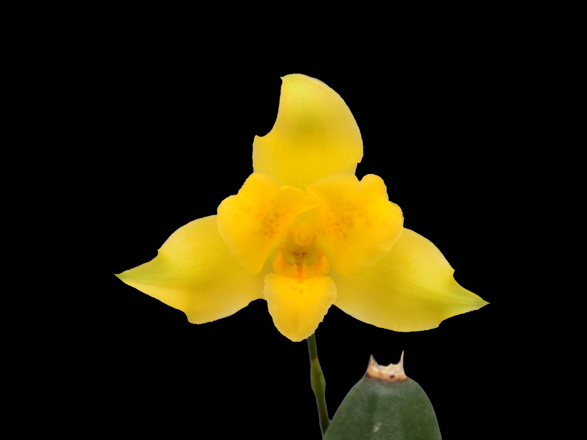 Lycaste macrobulbon