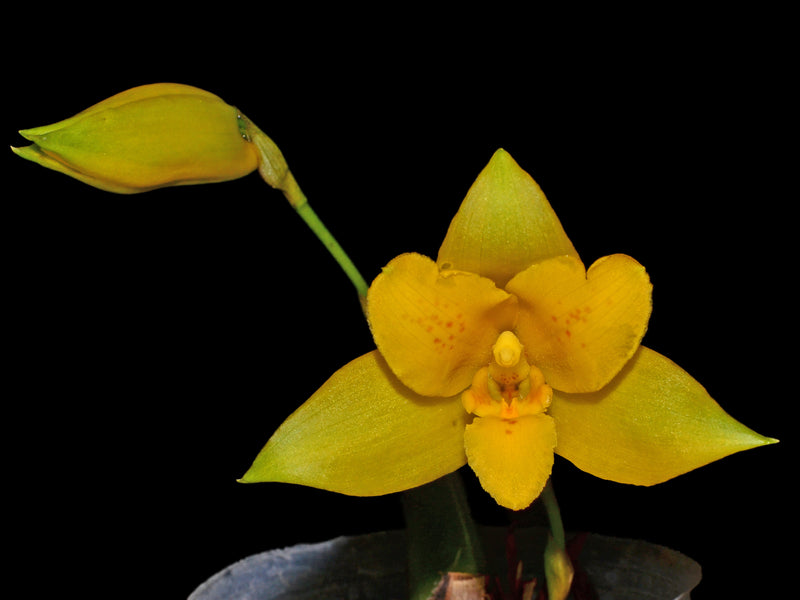 Lycaste macrobulbon