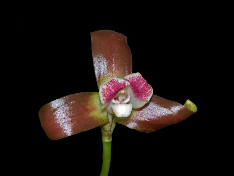 Lycaste macrophylla 'Cusco'