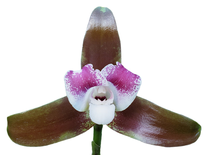 Lycaste macrophylla 'Cusco'