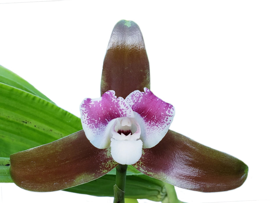 Lycaste macrophylla 'Cusco'