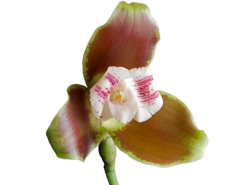 Lycaste macrophylla var. pincelada