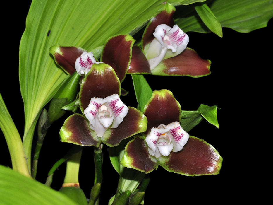 Lycaste macrophylla var. pincelada