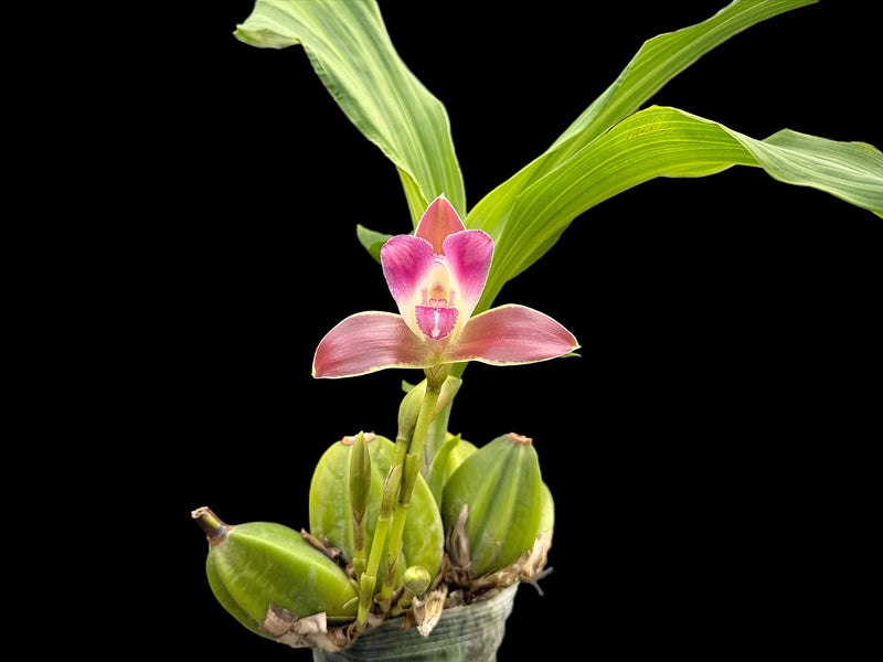 Lycaste macrophylla var. litensis 'Camila' x 'Chocolate'