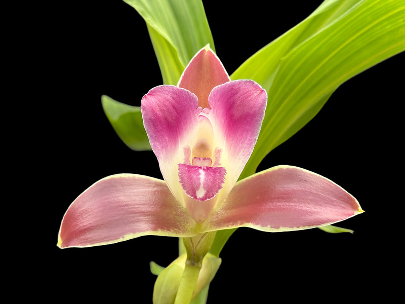 Lycaste macrophylla var. litensis 'Camila' x 'Chocolate'