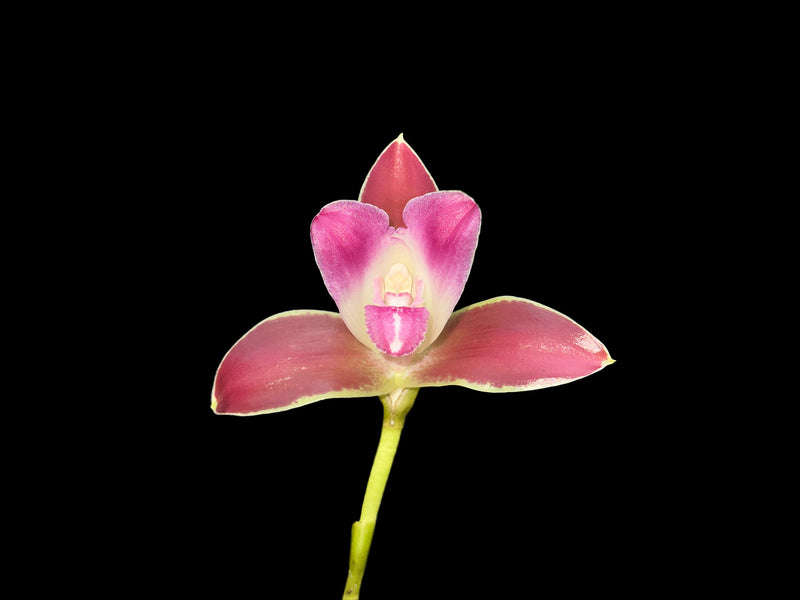 Lycaste macrophylla var. litensis 'Camila' x 'Chocolate'