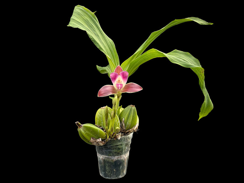 Lycaste macrophylla var. litensis 'Camila' x 'Chocolate'