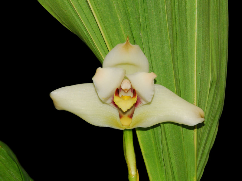 Lycaste macrophylla x Max. lehmanii