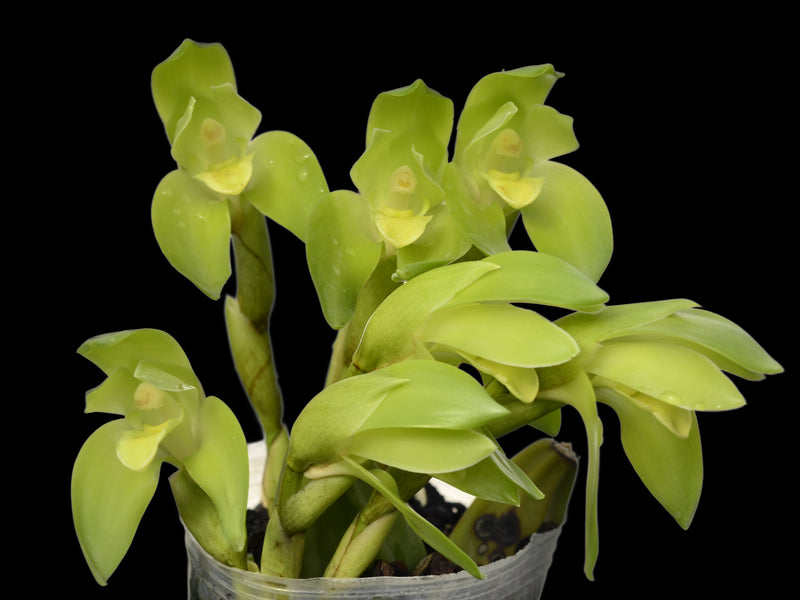 Sudamerlycaste nana
