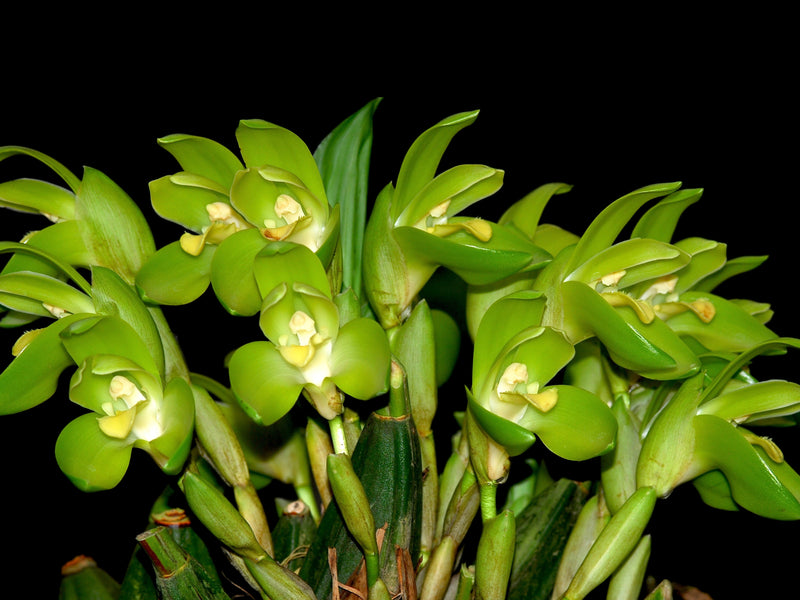 Sudamerlycaste nana