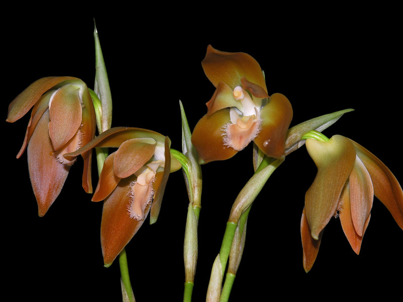Sudamerlycaste peruviana
