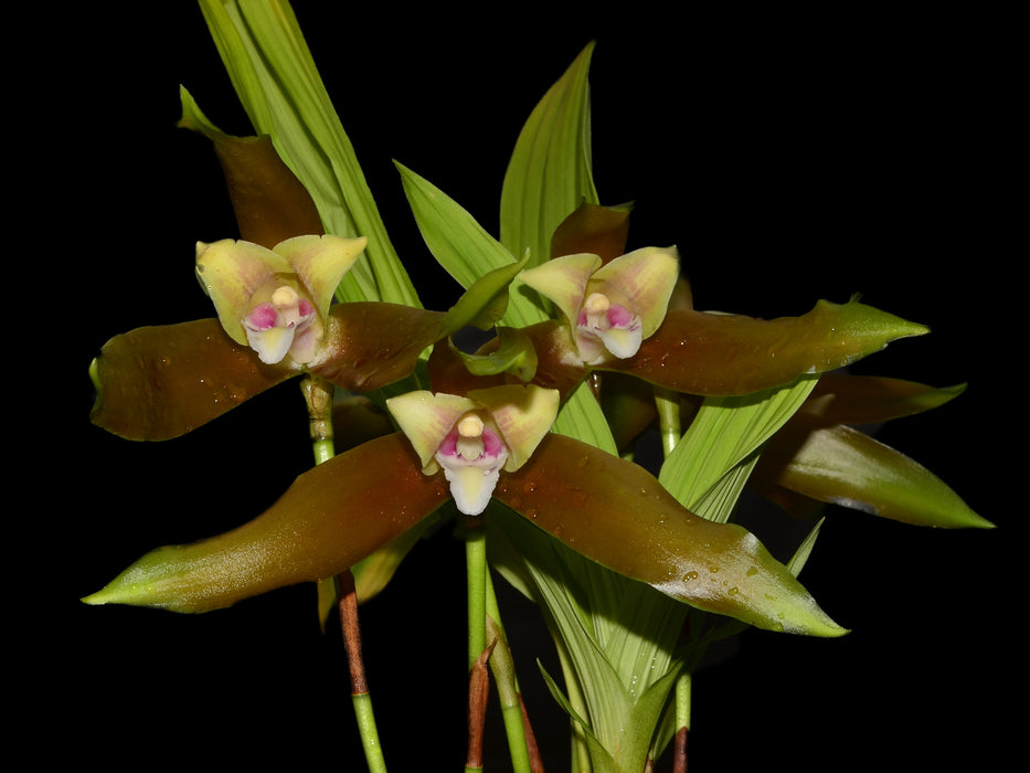 Lycaste schilleriana pincelada