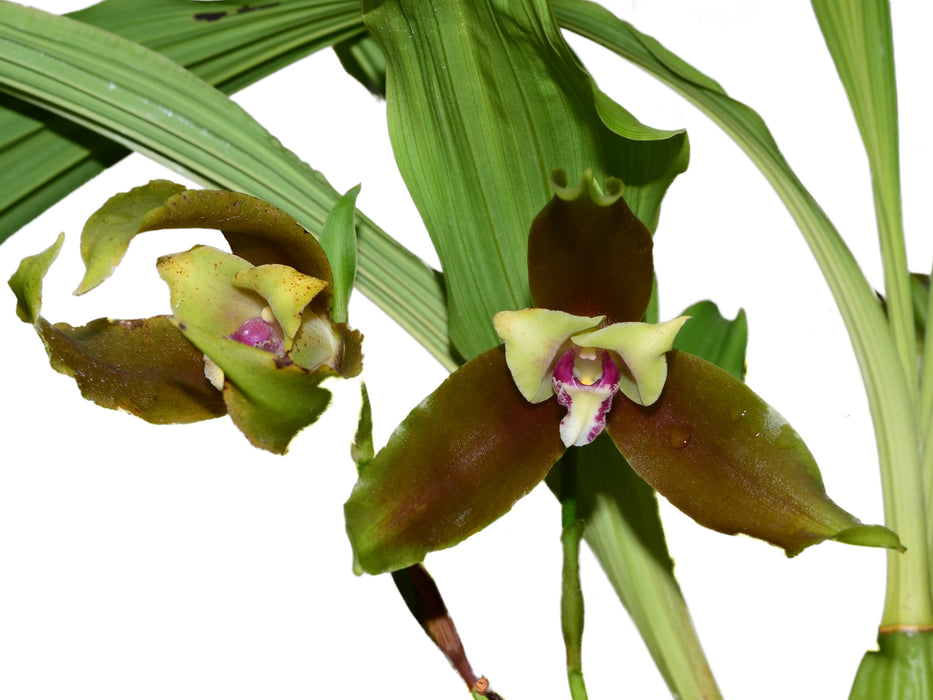 Lycaste schilleriana pincelada